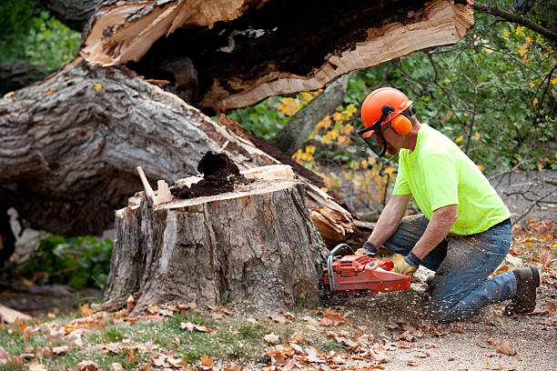 Best Large Tree Removal  in Duryea, PA